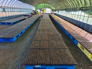 곽행남님의 배추 · 영농일지 작성글 사진