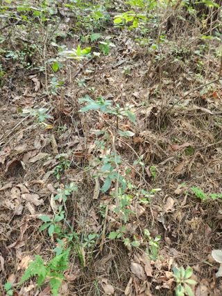 김영옥님의 기타작물 · 영농일지 작성글 사진