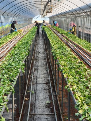 안병찬님의 딸기 · 영농일지 작성글 사진