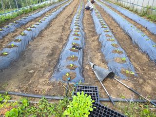 윤자용11대임후회장님의 배추 · 영농일지 작성글 사진