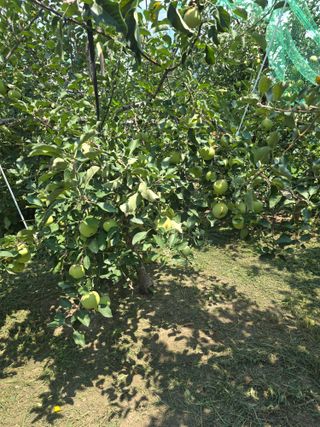 최동구님의 사과 · 영농일지 작성글 사진