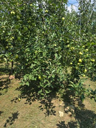 최동구님의 사과 · 영농일지 작성글 사진