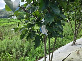 강호지인님의 기타작물 · 영농일지 작성글 사진