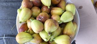 늘푸른 농장주님의 기타작물 · 영농일지 작성글 사진