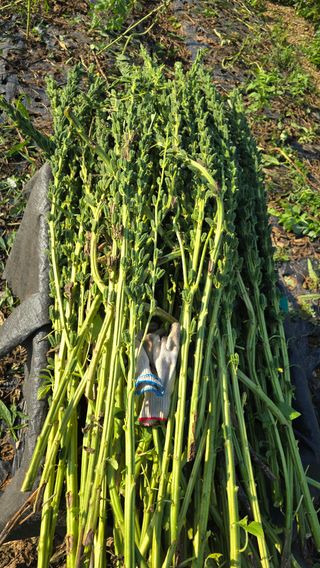 김흥환 님의 참깨 · 영농일지 작성글 사진