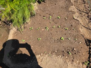 조희빈님의 시금치 · 영농일지 작성글 사진