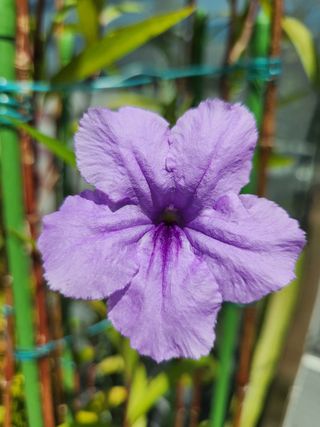 김영옥님의 기타작물 · 영농일지 작성글 사진