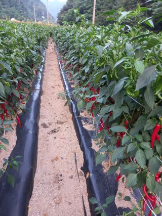 배추19087님의 기타작물 · 영농일지 작성글 사진