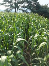 팜모닝 기타작물·영농일지 게시글 이미지