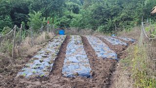 정영진님의 기타작물 · 영농일지 작성글 사진