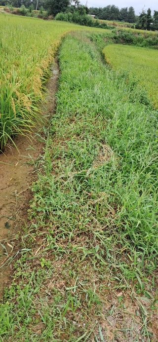 이복길님의 벼 · 영농일지 작성글 사진