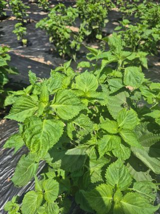 이지은님의 들깨 · 영농일지 작성글 사진