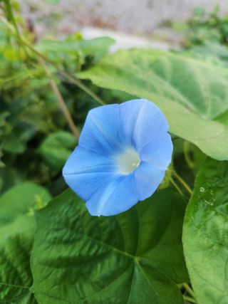 김영옥님의 기타작물 · 영농일지 작성글 사진