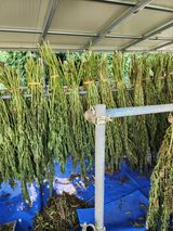 팜모닝 참깨·영농일지 게시글 이미지