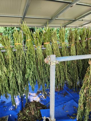  청계유정란 박진균님의 참깨 · 영농일지 작성글 사진