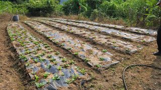 정영진님의 기타작물 · 영농일지 작성글 사진