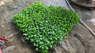 정영진님의 기타작물 · 영농일지 작성글 사진