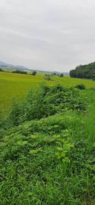 이복길님의 벼 · 영농일지 작성글 사진