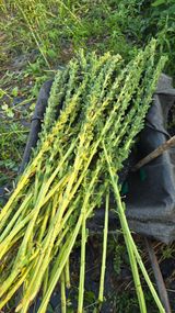 팜모닝 참깨·영농일지 게시글 이미지