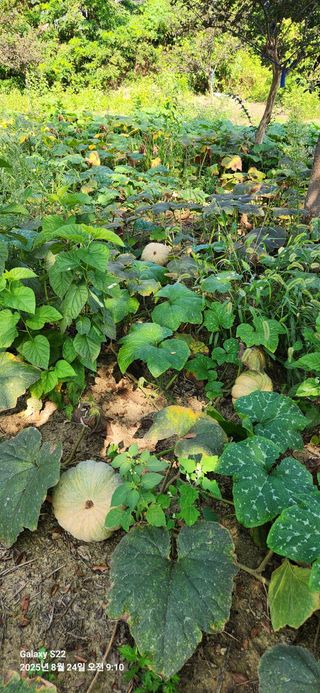 이응철님의 기타작물 · 영농일지 작성글 사진