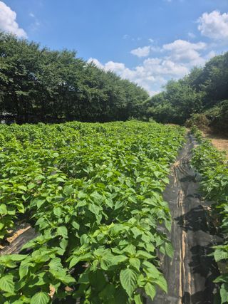 이지은님의 들깨 · 영농일지 작성글 사진