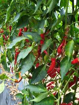 팜모닝 배추·영농일지 게시글 이미지