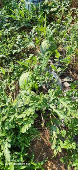 팜모닝 기타작물·영농일지 게시글 이미지