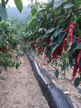 팜모닝 기타작물·영농일지 게시글 이미지