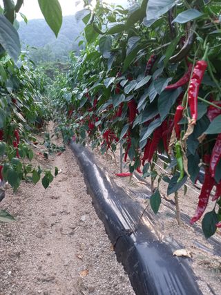 배추19087님의 기타작물 · 영농일지 작성글 사진