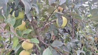 신동원님의 사과 · 영농일지 작성글 사진