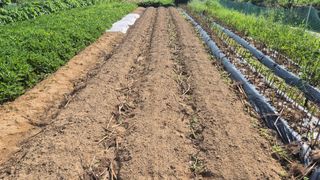 전환엽님의 기타작물 · 영농일지 작성글 사진