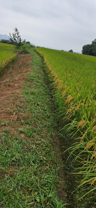 이복길님의 벼 · 영농일지 작성글 사진