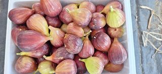 늘푸른 농장주님의 기타작물 · 영농일지 작성글 사진