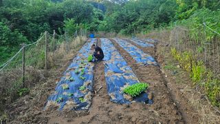 정영진님의 기타작물 · 영농일지 작성글 사진