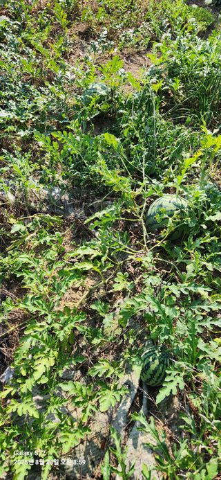 이응철님의 기타작물 · 영농일지 작성글 사진