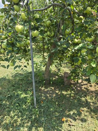 최동구님의 사과 · 영농일지 작성글 사진