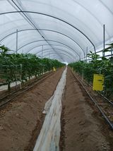 팜모닝 고추·영농일지 게시글 이미지