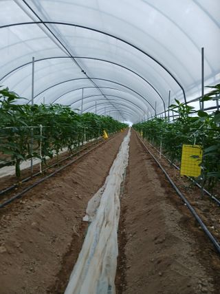 Smy1245678님의 고추 · 영농일지 작성글 사진