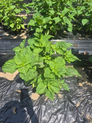 이지은님의 들깨 · 영농일지 작성글 사진