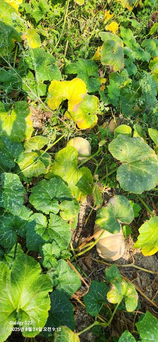 이응철님의 기타작물 · 영농일지 작성글 사진