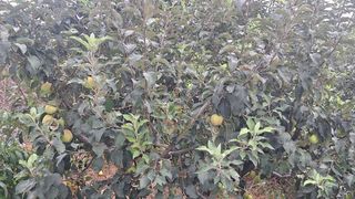 신동원님의 사과 · 영농일지 작성글 사진