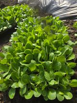 팜모닝 배추·영농일지 게시글 이미지