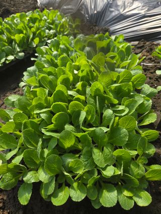 윤자용11대임후회장님의 배추 · 영농일지 작성글 사진