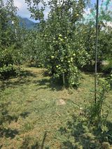 팜모닝 사과·영농일지 게시글 이미지