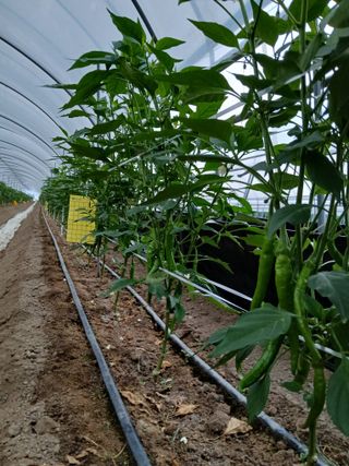 Smy1245678님의 고추 · 영농일지 작성글 사진