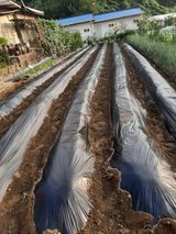 팜모닝 기타작물·영농일지 게시글 이미지