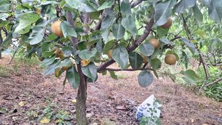 신동원님의 사과 · 영농일지 작성글 사진