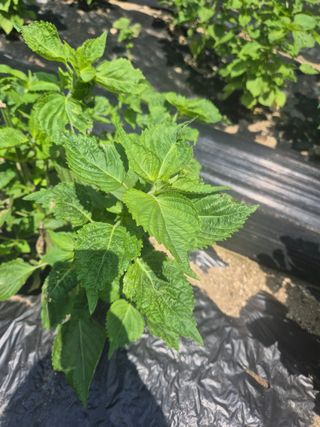 이지은님의 들깨 · 영농일지 작성글 사진