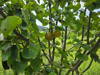 강호지인님의 기타작물 · 영농일지 작성글 사진
