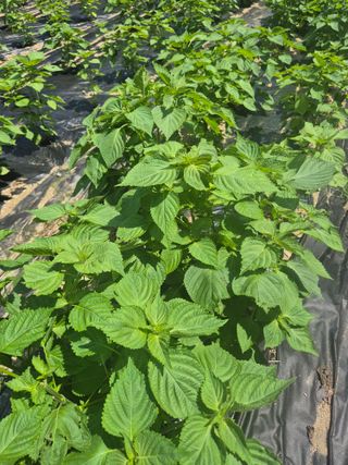 이지은님의 들깨 · 영농일지 작성글 사진